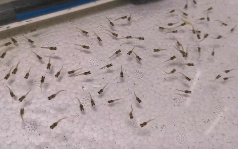 孔雀魚苗20天圖片 龍魚百科 第13張 孔雀魚苗20天圖片 孔雀魚苗20天圖片 龍魚百科 第13張