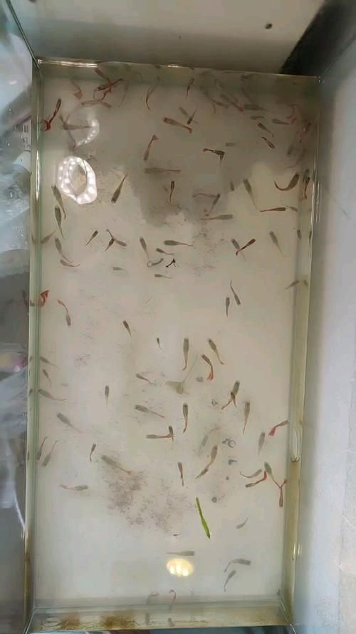 孔雀魚苗20天圖片 龍魚百科 第22張 孔雀魚苗20天圖片 孔雀魚苗20天圖片 龍魚百科 第22張