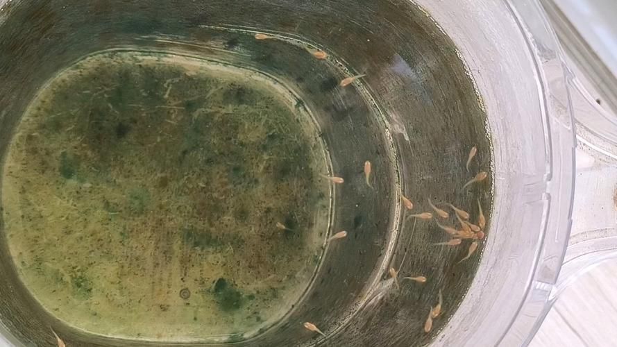 孔雀魚苗20天圖片 龍魚百科 第18張 孔雀魚苗20天圖片 孔雀魚苗20天圖片 龍魚百科 第18張
