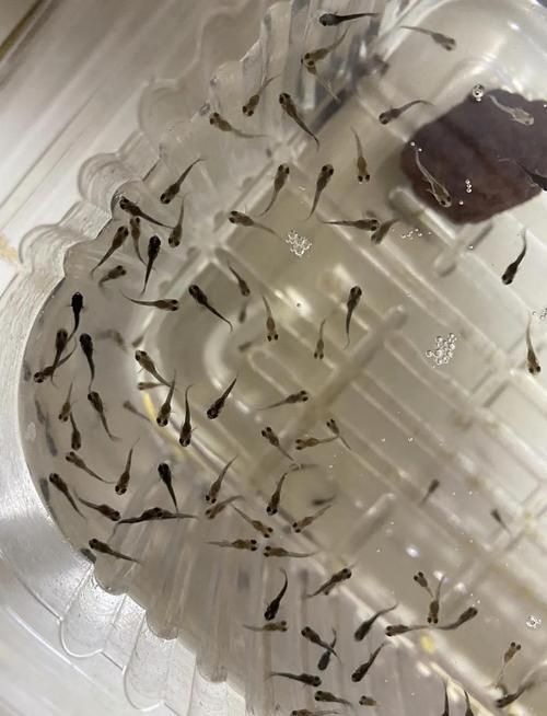 孔雀魚苗20天圖片 龍魚百科 第19張 孔雀魚苗20天圖片 孔雀魚苗20天圖片 龍魚百科 第19張