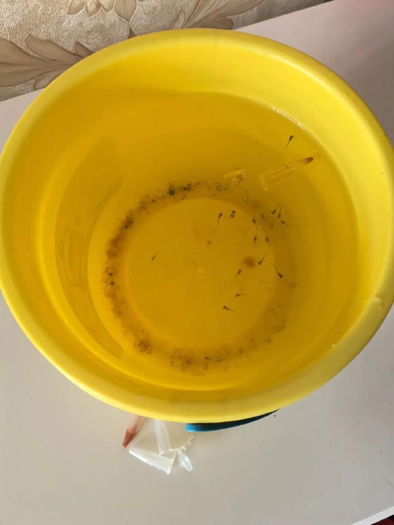 孔雀魚苗20天圖片 龍魚百科 第20張 孔雀魚苗20天圖片 孔雀魚苗20天圖片 龍魚百科 第20張