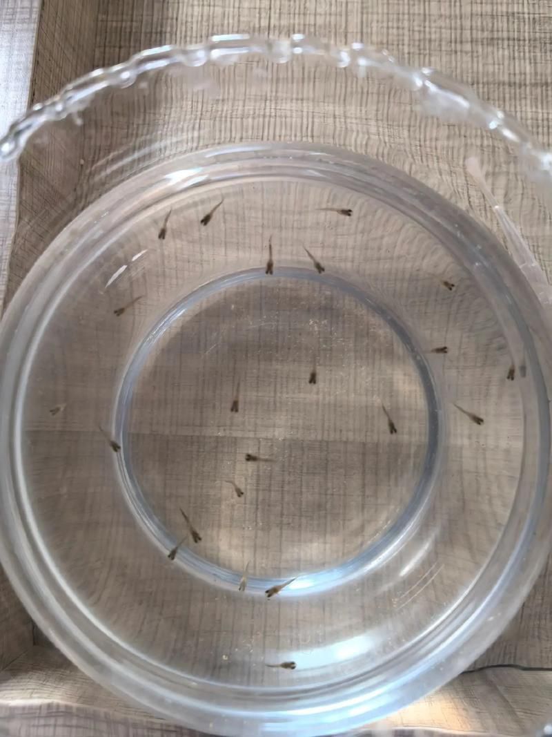 孔雀魚苗20天圖片 龍魚百科 第25張 孔雀魚苗20天圖片 孔雀魚苗20天圖片 龍魚百科 第25張