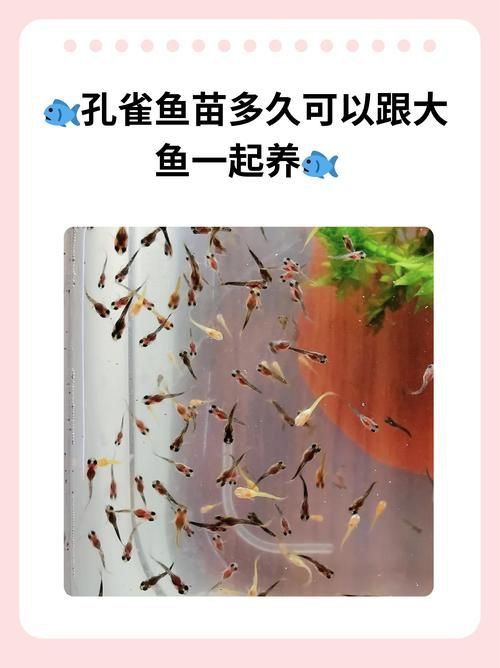 孔雀魚苗20天圖片 龍魚百科 第23張 孔雀魚苗20天圖片 孔雀魚苗20天圖片 龍魚百科 第23張
