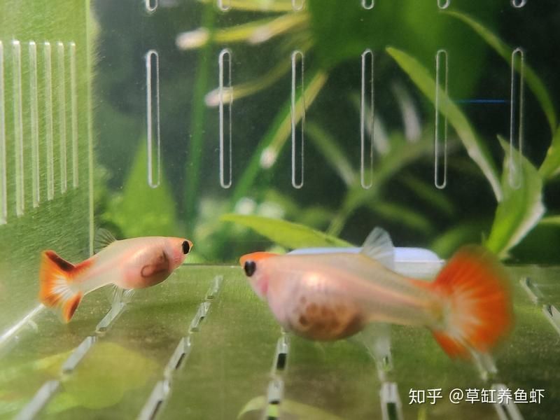 孔雀魚苗20天圖片 龍魚百科 第26張 孔雀魚苗20天圖片 孔雀魚苗20天圖片 龍魚百科 第26張
