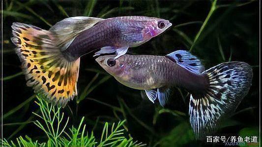 孔雀魚苗20天圖片 龍魚百科 第27張 孔雀魚苗20天圖片 孔雀魚苗20天圖片 龍魚百科 第27張