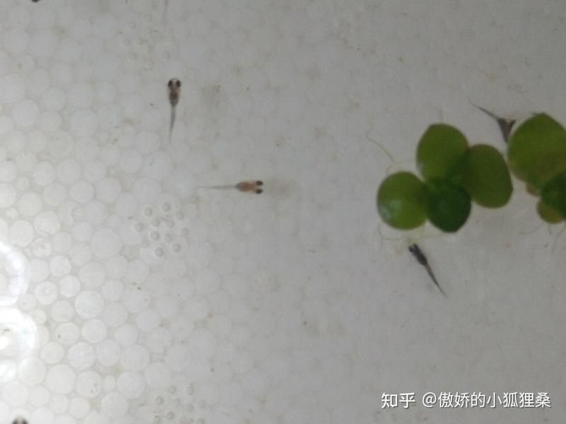 孔雀魚苗20天圖片 龍魚百科 第29張 孔雀魚苗20天圖片 孔雀魚苗20天圖片 龍魚百科 第29張