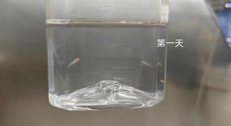 孔雀魚苗20天圖片 龍魚百科 第30張 孔雀魚苗20天圖片 孔雀魚苗20天圖片 龍魚百科 第30張