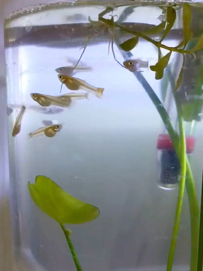 孔雀魚苗20天圖片 龍魚百科 第28張 孔雀魚苗20天圖片 孔雀魚苗20天圖片 龍魚百科 第28張