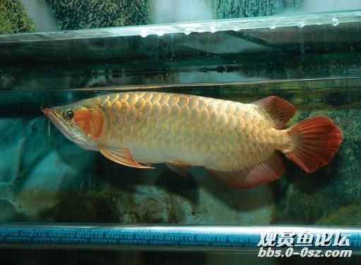 龍魚為什么會咬自己的尾巴呢怎么回事：龍魚為什么會咬自己的尾巴？