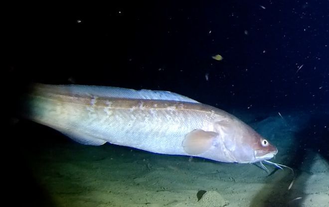 紅魔王銀版魚適宜的食物種類（關于紅魔王銀版魚適宜的食物種類并沒有完全相關的直接答案）