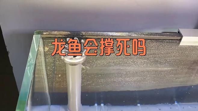 如何判斷龍魚是否吃撐？