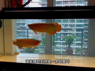 龍魚公母混養都會鼓腮嗎，龍魚公母混養可能導致鼓腮現象，