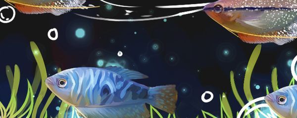 龍魚公母混養都會鼓腮嗎，龍魚公母混養可能導致鼓腮現象，
