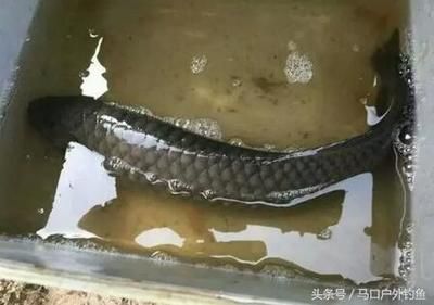 銀龍魚放生（放生銀龍魚會(huì)對(duì)當(dāng)?shù)厣鷳B(tài)系統(tǒng)產(chǎn)生影響嗎？）