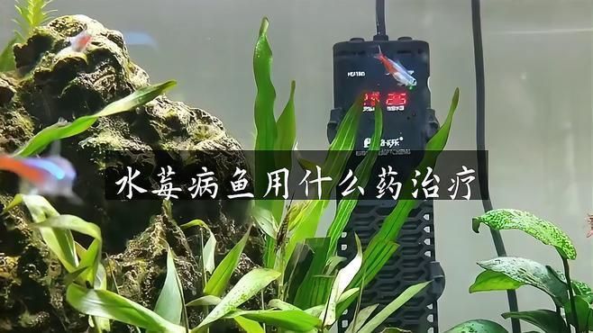 六角恐龍魚(yú)換水時(shí)需要加入什么嗎？