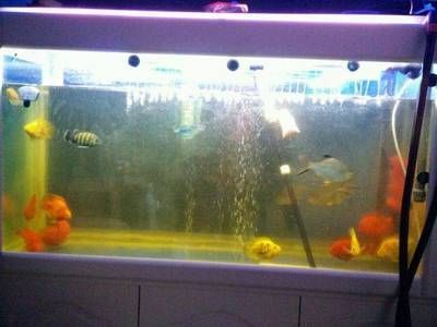 龍魚和龍魚混養怎么能不打架：如何減少龍魚混養時的打架行為