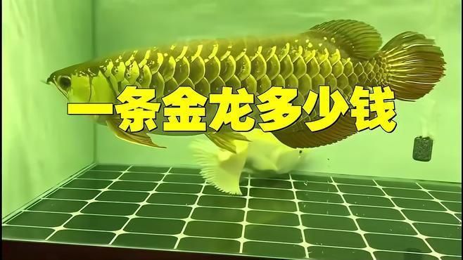 金龍魚市場價值評估