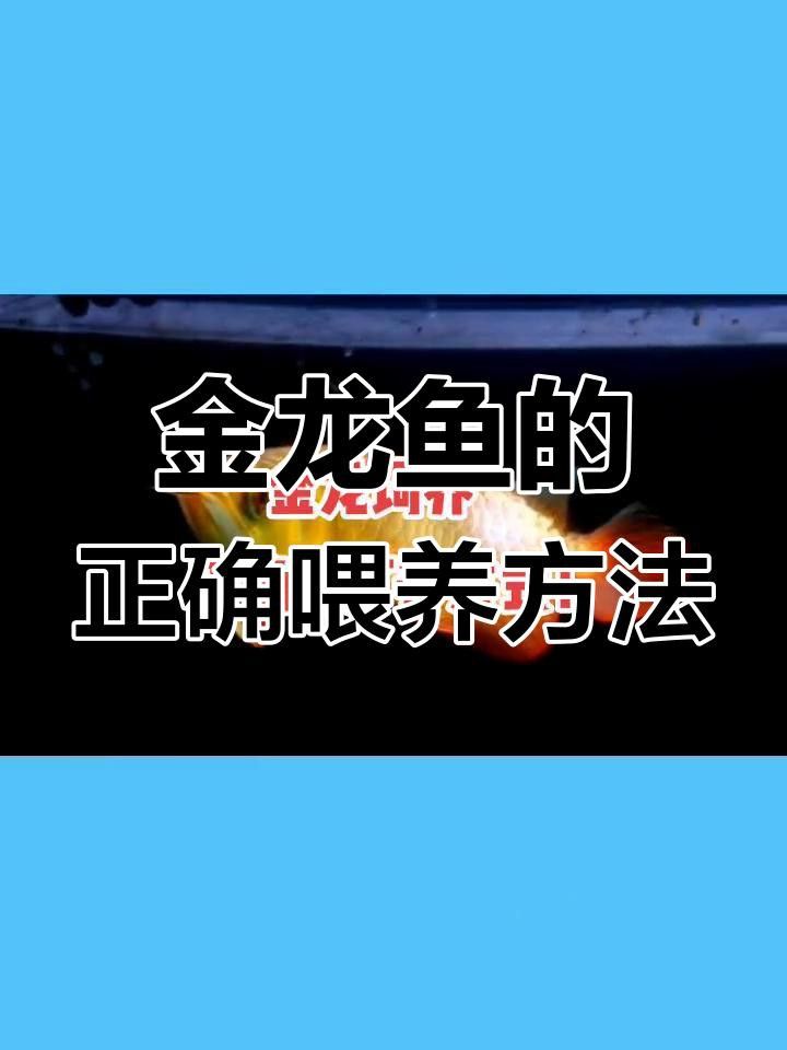 金龍魚的最佳水質參數是多少？