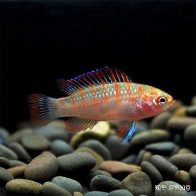 火焰變色龍魚能長多大：火焰變色龍魚在家庭水族箱中通常能夠觀察到的尺寸