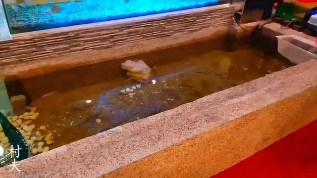 龍魚金魚混養（金魚和龍魚混養的可能性）