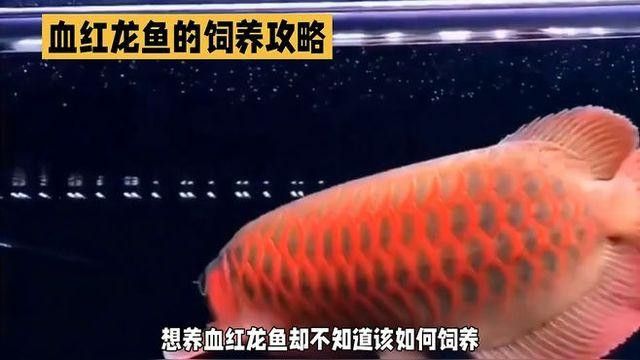 血紅龍養(yǎng)殖難度如何？