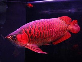 血紅龍養(yǎng)殖難度如何？