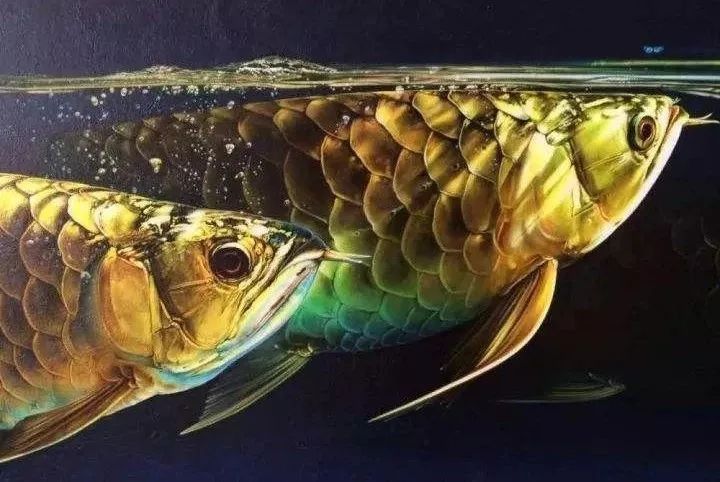 金龍魚(yú)活多長(zhǎng)時(shí)間