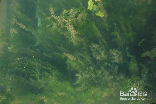 最近發生的金龍魚事件是什么：金龍魚事件深度解析，食品安全、企業責任與公眾信任的危機