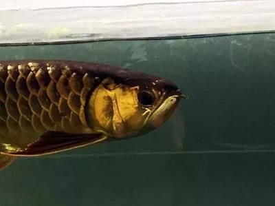 龍魚浮水面下沉困難的原因：龍魚浮水面下沉困難是由多種原因引起的，主人應做好“困水”措施