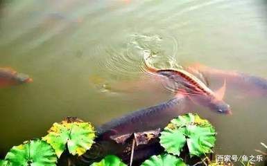 龍魚浮水面下沉困難的原因：龍魚浮水面下沉困難是由多種原因引起的，主人應做好“困水”措施