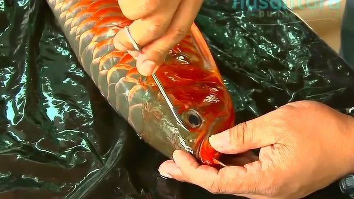給金龍魚做手術還要縫線嗎視頻：給金龍魚做手術的經過跟注意事項