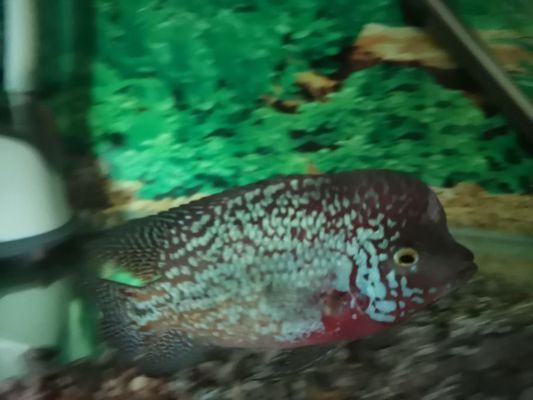 龍魚缸改海缸：如何將龍魚缸改造成海水缸