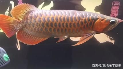 龍魚下尾鰭似斷非斷：龍魚下尾鰭似斷非斷怎么辦