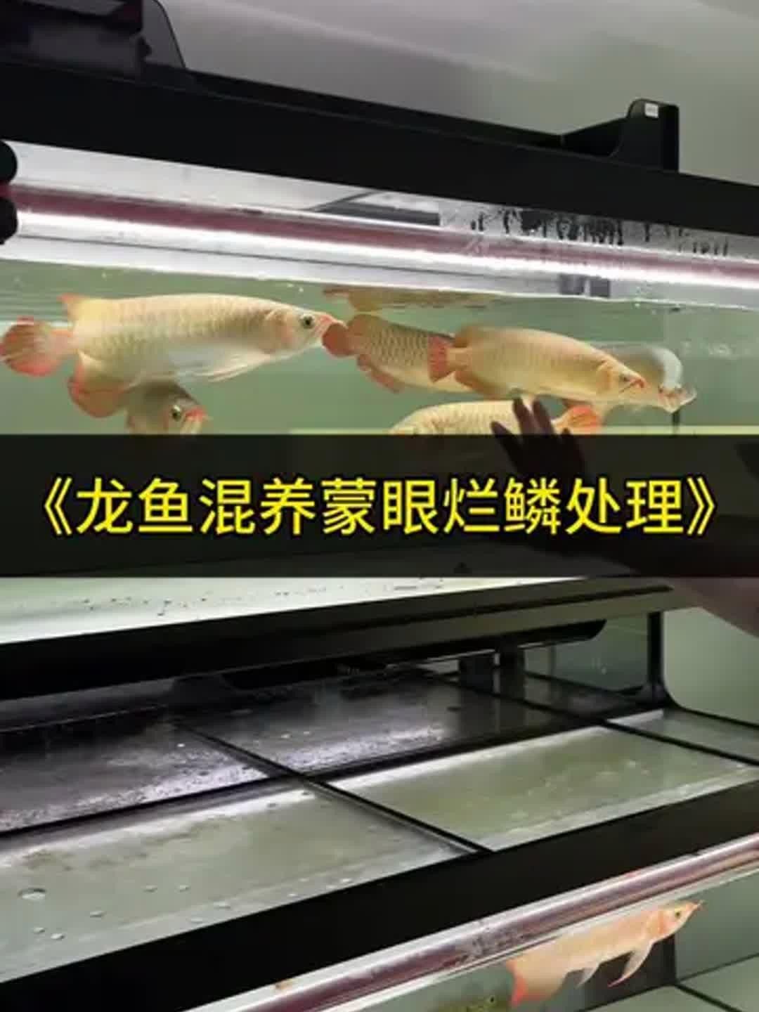 龍魚鱗片潰爛傳染嗎？