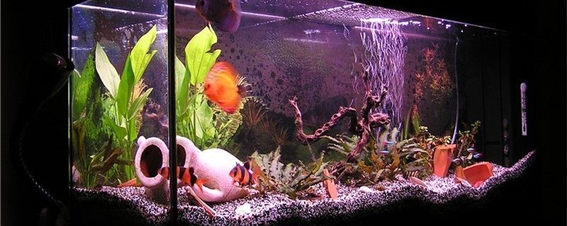 鵝卵石制作魚缸景觀效果圖