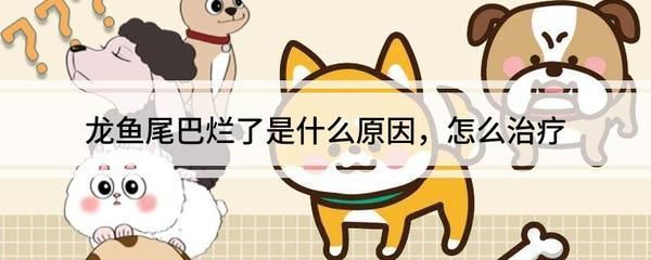 龍魚尾巴有點(diǎn)爛加鹽加多少水：龍魚尾巴爛了，建議加入食鹽,每100升水添加3-5克鹽即可