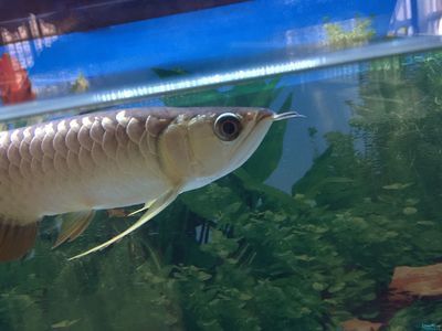 龍魚鼻子撞壞了：當龍魚的鼻子撞壞時，處理方法會根據撞擊的原因和具體情況而有所不同
