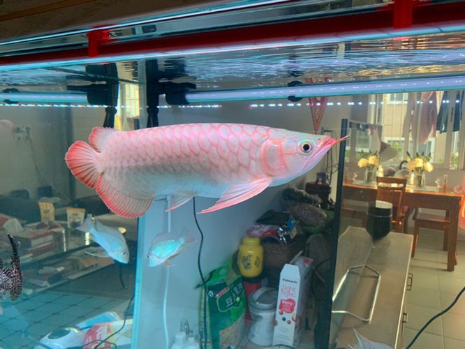 恐龍魚多久會餓死（恐龍魚在不喂食的情況下能存活幾周到一個月不等）