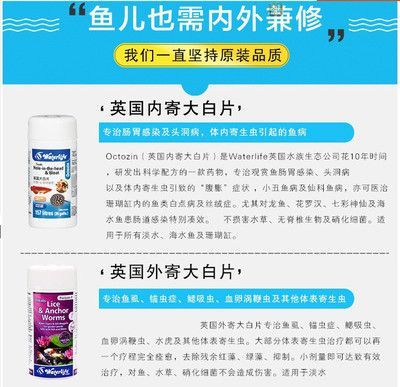 龍魚的養護與鑒賞方法：龍魚養護與鑒賞