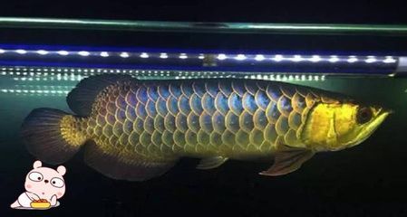 元寶和金龍魚（元寶和金龍魚的關系）