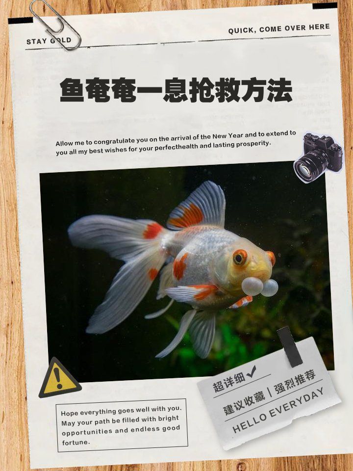 金魚奄奄一息如何急救