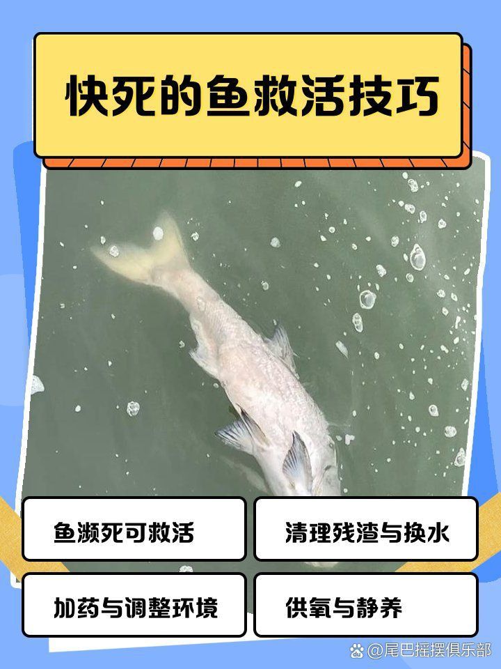 金魚奄奄一息如何急救