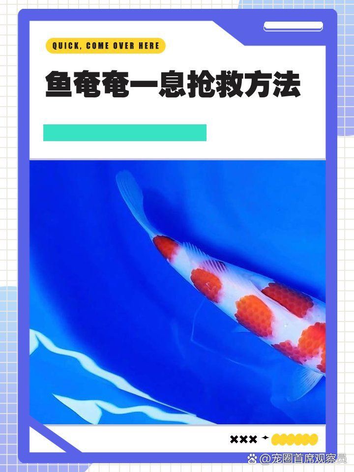 金魚奄奄一息如何急救
