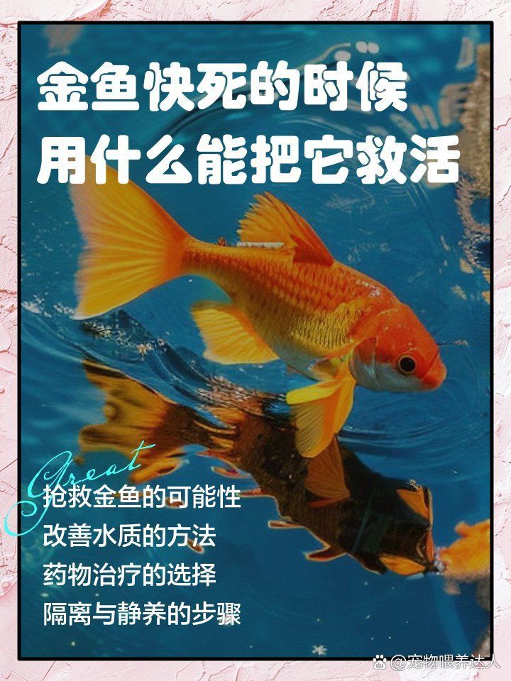 金魚奄奄一息如何急救