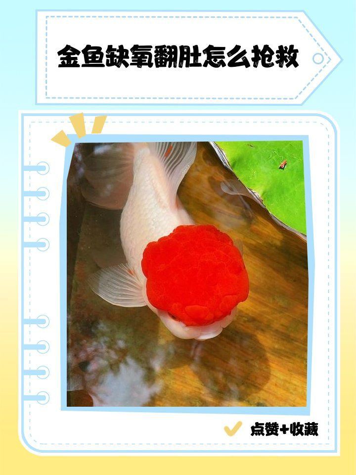 金魚奄奄一息如何急救