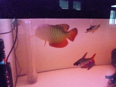 紅龍魚跳缸預示著什么意思：紅龍魚跳缸可能預示著以下幾個方面的問題：紅龍魚跳缸意味著什么