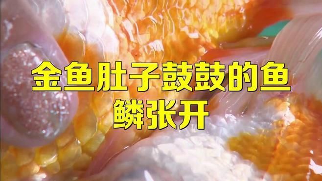 如何預防魚豎鱗病？