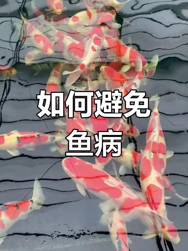 如何預防魚豎鱗病？