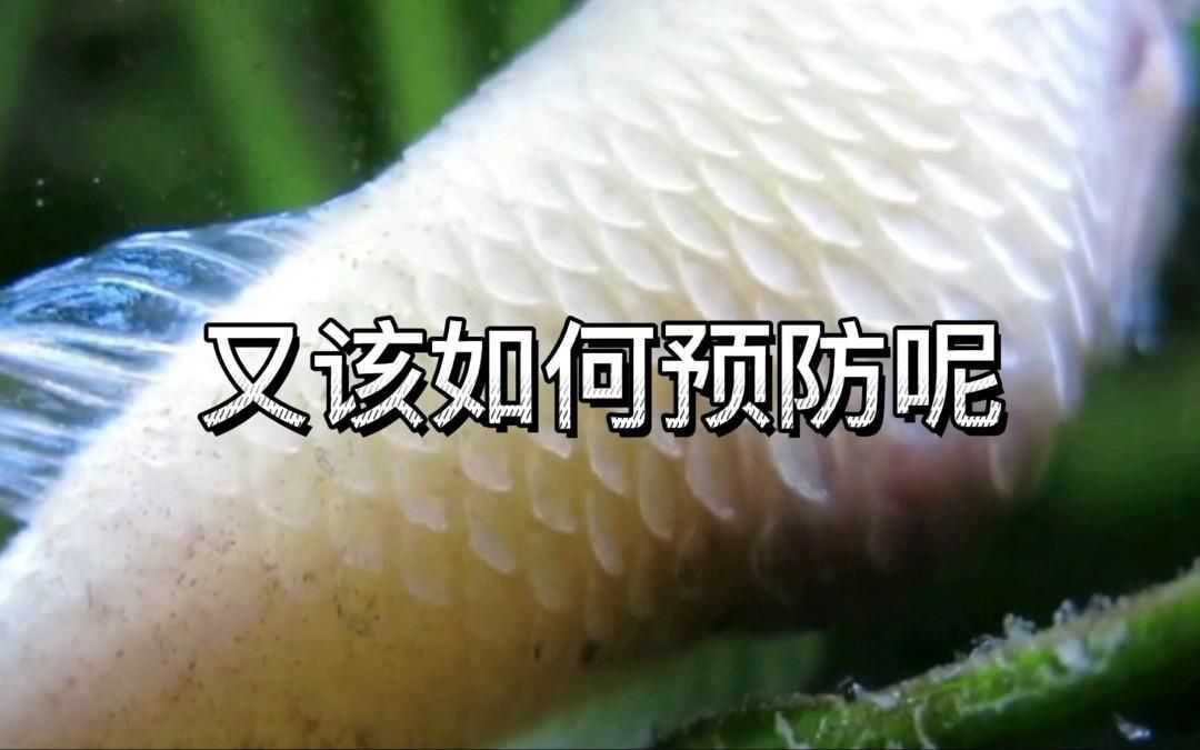 如何預防魚豎鱗病？