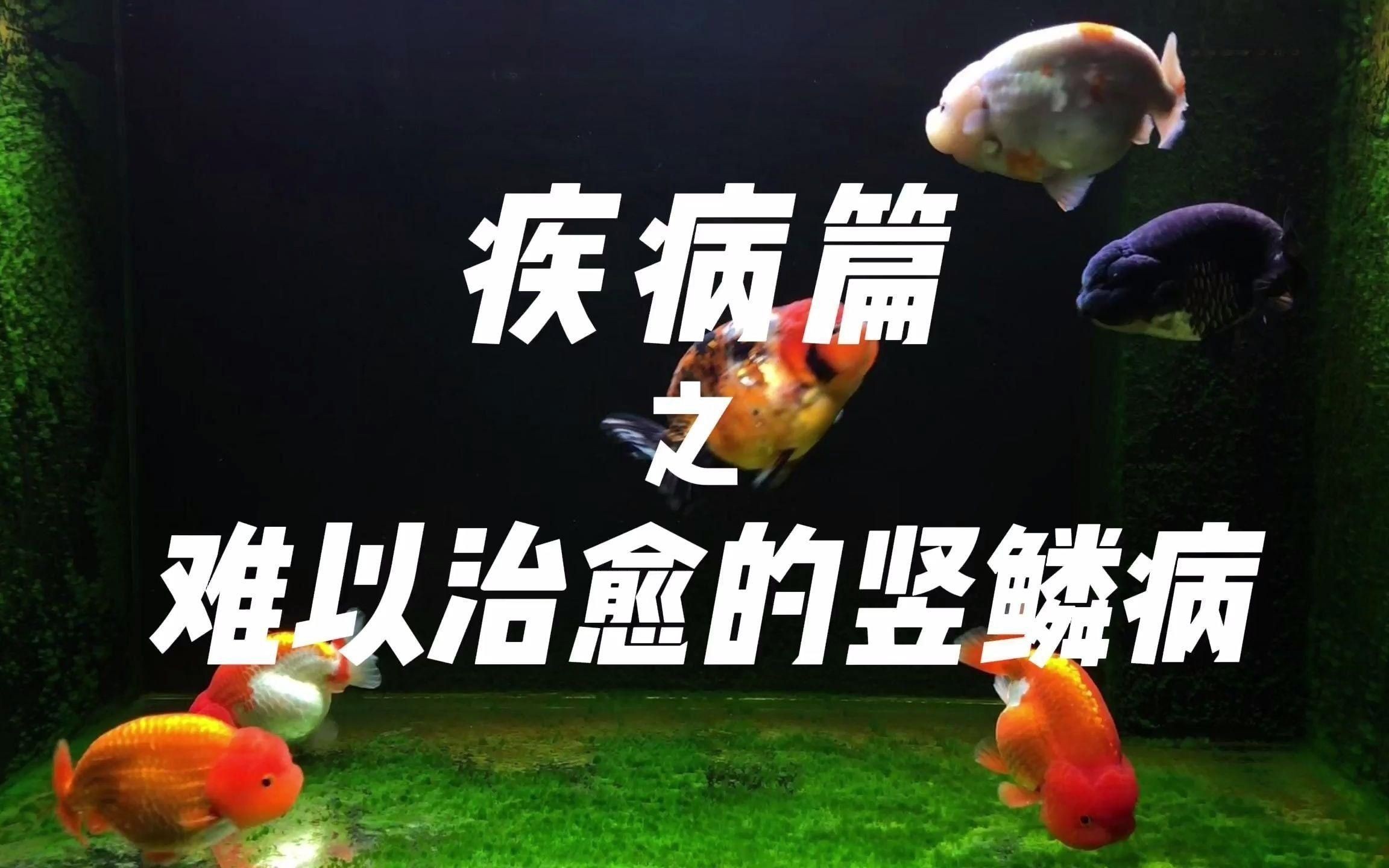 如何預防魚豎鱗病？